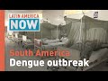 Latin America Now: Dengue fever in South America