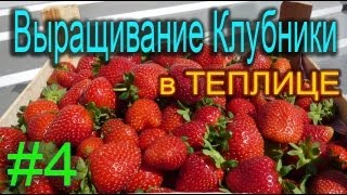 Клубника круглый год. Бизнес своими руками (Ягоды  в ноябре)(Выращивание клубники в теплице для тех- кто только пробует себя в огородничестве. Данное видео не преследуе..., 2012-12-16T12:53:51.000Z)