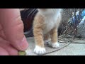 今まで母乳しか飲んでなかった子猫、カリカリに大興奮