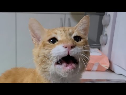 할배의 다급한 목소리ㅋㅋㅋ