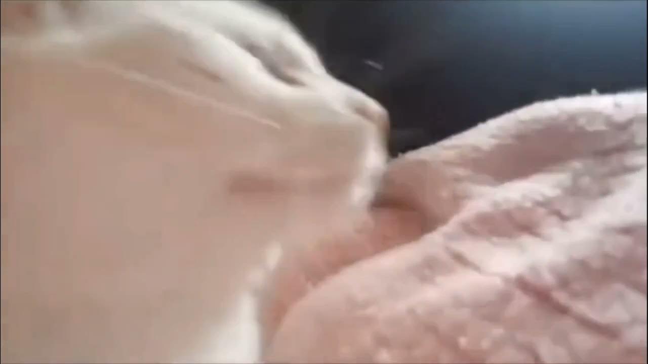 Танцующий белый кот мем. Кот качает головой. Белый кот танцует мем. Котенок танцует. Кивающий кот.