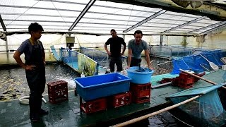 Modern Koi Blog #896 - Live from Japan: Jumbo Tosai Selection & Farm Tour