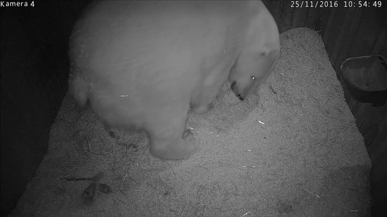 Polar bear cub born in captivity in Finland