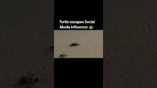 Baby Turtles First Steps - Narrated by David Attenborough