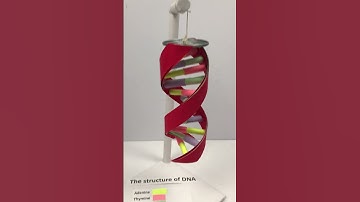 DNA model shorts | #scienceproject | #shorts | #shortsvideo