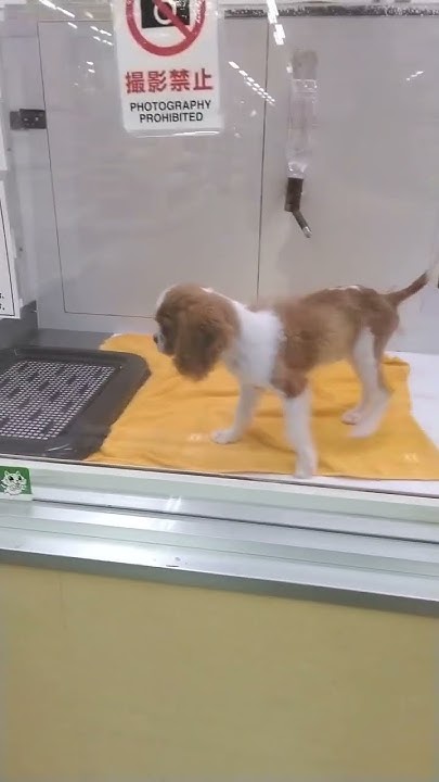 キャバリア YouTube