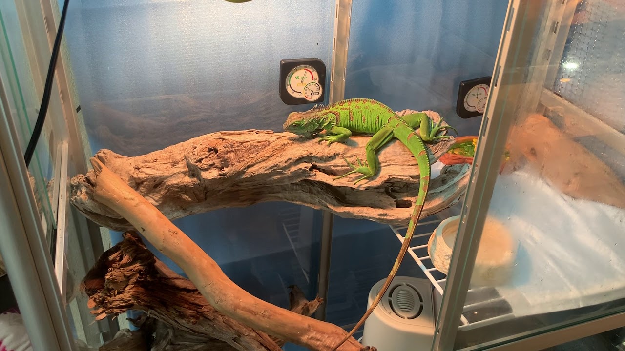 Iguana 結構慣れたイグアナ ケージに戻るとテイルアタックの体勢に入る Youtube