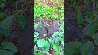 fishing video #fish