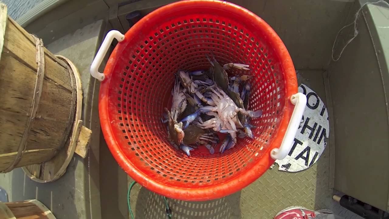 How to catch blue crabs with a trotline - GET SUM CHARTERS
