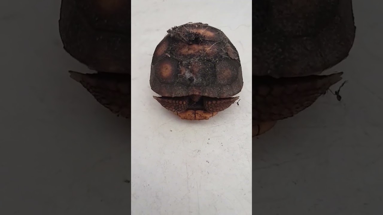 I saved a baby Gopher tortoise! I had to.it was on it's back.  don't know for how long.💜💜💜