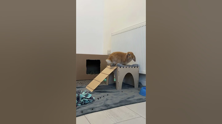 The Rabbits That Pops Everywhere #rabbit #bunny #pets #animals #petcare #petvideos #fyp #shorts