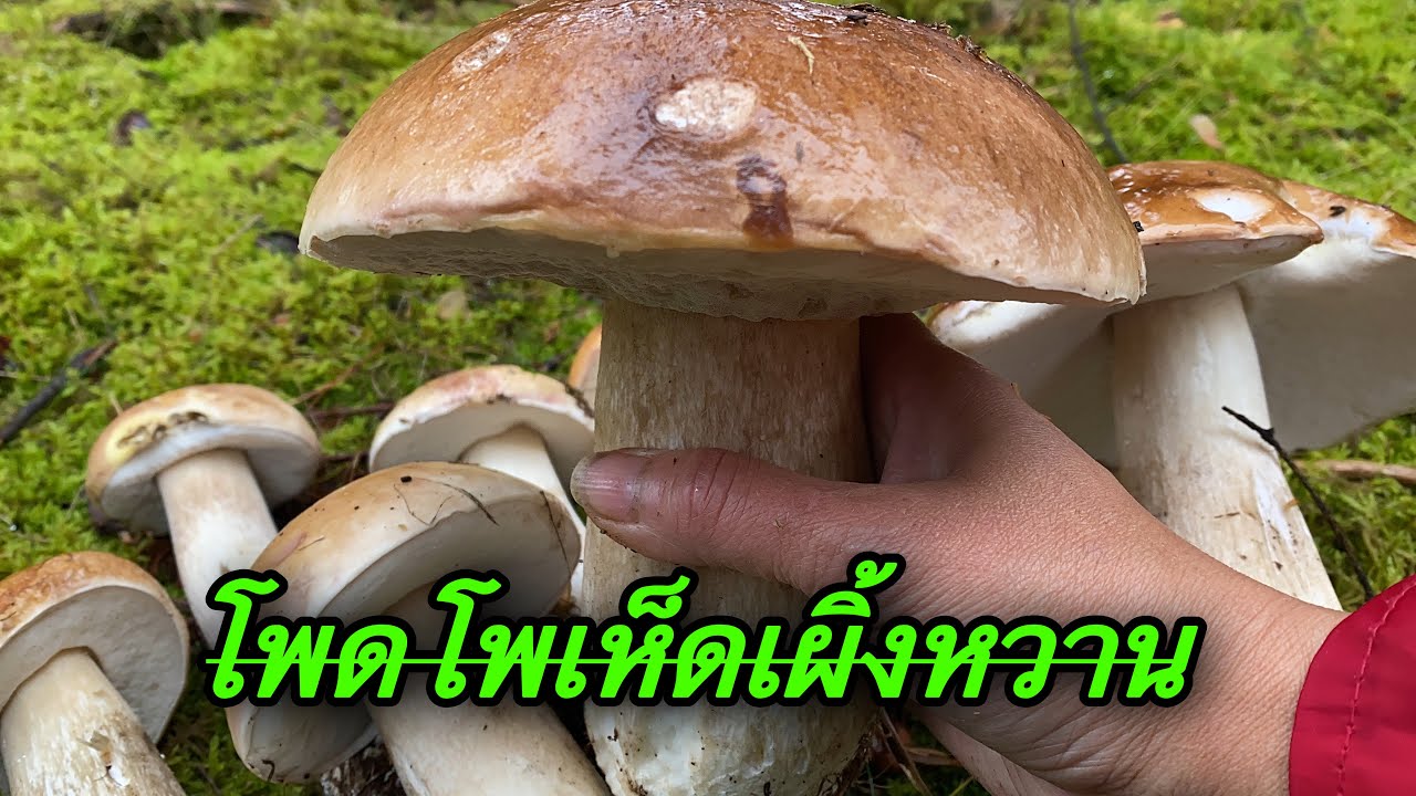 เก็บเห็ดเผิ้งหวาน มีแต่ดอกยักษ์ใหญ่จริงๆ picking porcini mushrooms