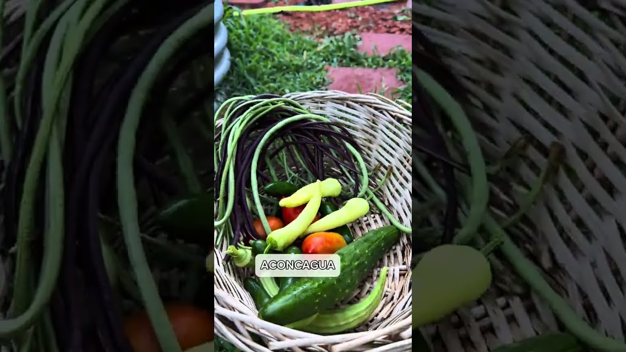 Summer harvest is in full swing!  Fresh, homegrown, and full of flavor. 