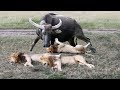 Buffalo Is King Of Jungle! King Lion surrender because the power of Mother Buffalo is too great!