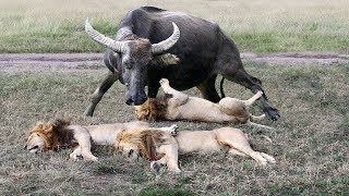 Buffalo Is King Of Jungle! King Lion surrender because the power of Mother Buffalo is too great!