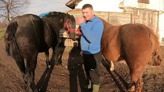 АЛАБАЇ НА ПРОДАЖУ/Коні Ваговози/horses in Ukraine
