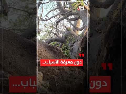 شجرة الغريب تنشطر فماذا حدث؟