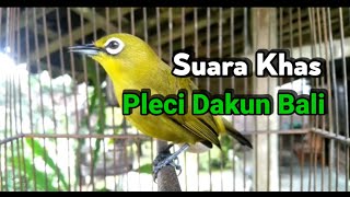 Suara Khas Pleci Dakun Bali Ngeplong Cocok Untuk Pancingan