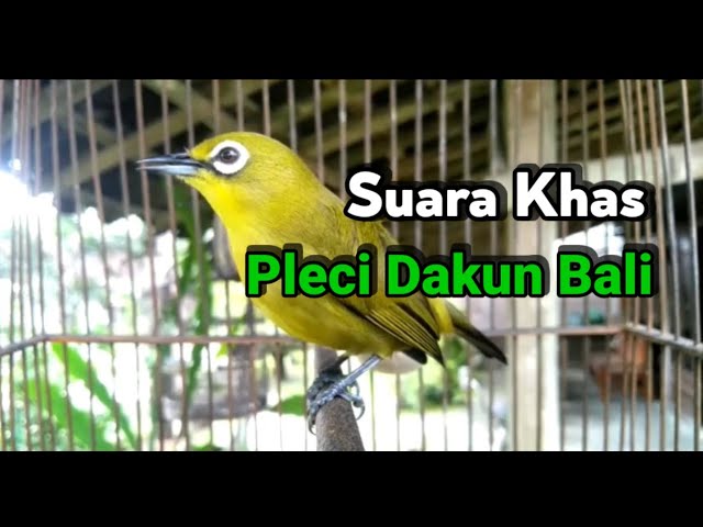 Suara Khas Pleci Dakun Bali Ngeplong Cocok Untuk Pancingan class=