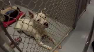 Jitter Bug Dog - Available For Adoption Pit Bull Mix Update