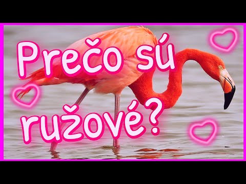 Video: Prečo sú plameniaky ružové?