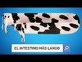 8 Respuestas a preguntas que siempre nos hacemos 🐄😲 [PyR]