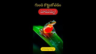 ఈ కప్ప గుండె కొట్టుకోవడం మీరే చూడండి! 😱 గ్లాస్ ఫ్రాగ్ రహస్యం | Glass Frog Telugu