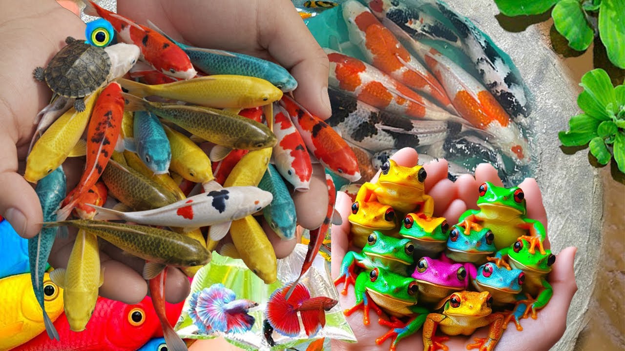 I Catch fish using mini water pump  Fish In Giant Colorful Egg,Goldfish,Baby Turtle,Platy Fish, Bett