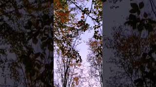 Bolunun En Güzel Gölleri̇nden At Yaylasi Yolu Üzeri̇ndeki̇ Karamanlar Gölünün Sonbahar Hali̇ Si̇zlerle.