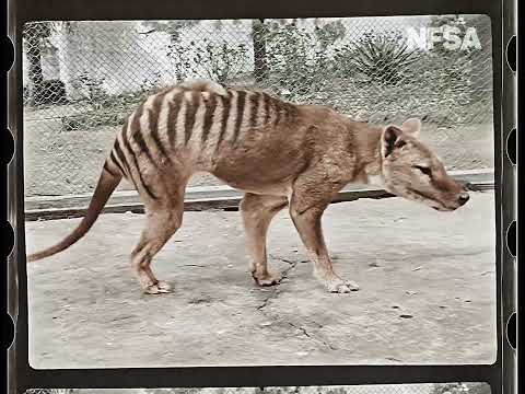 Rare colourised footage of the last surviving Tasmanian tiger (thylacine)