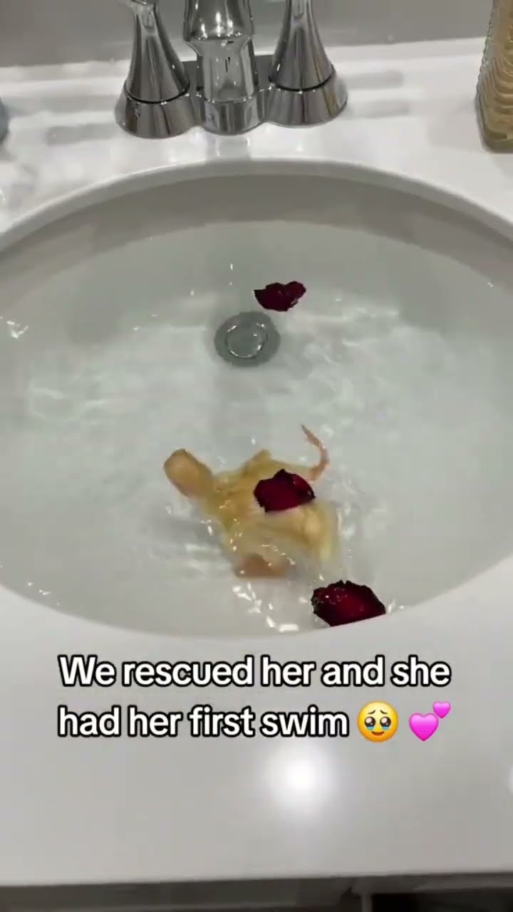 Duckio getting a swim to some prvnci
