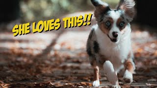 Fall Photography with a Toy Australian Shepherd by Lost Down Yonder 362 views 1 year ago 8 minutes, 19 seconds