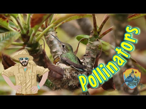 What Animals And Insects Are Pollinators