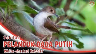 PELANDUK DADA PUTIH // DESKRIPSI SINGKAT BURUNG MUNGIL YANG LINCAH.