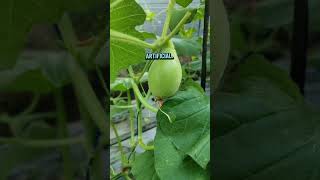 Melon ber-Mikroba atau Hidroponik