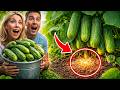 🥒 Tajomstvo pre obrovskú úrodu: Urobte túto JEDNU zmenu a uhorky budete zbierať na vedrá! (2026)