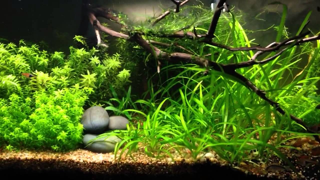 How to setup a dirted tank Step 7 (cycling, add fish) YouTube