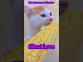A Silence Too Tender for Speech | Adorable Kitten Moments