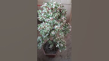 Bán cây ngọc bích bonsai cao 30cm nhiều cành tán đẹp 0977973535