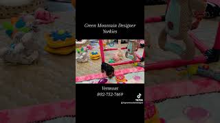 Yorkie Puppy At 5 Weeks Old.