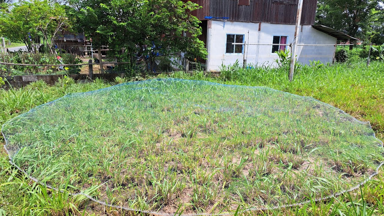 เทคนิคทำให้แหเอ็น 2.5cm. เบอร์ 0.25 หว่านดี หว่านง่ายแตกฉีกจอม