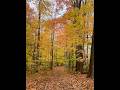 Breathtaking Canadian Autumn Forest🍁 #basia&elfie #canada #NatureBeauty #AutumnVibes #shorts #wow