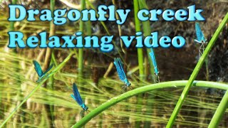 A quiet video with natural sounds and soft music about Calopteryx virgo the Beautiful demoiselle. screenshot 3