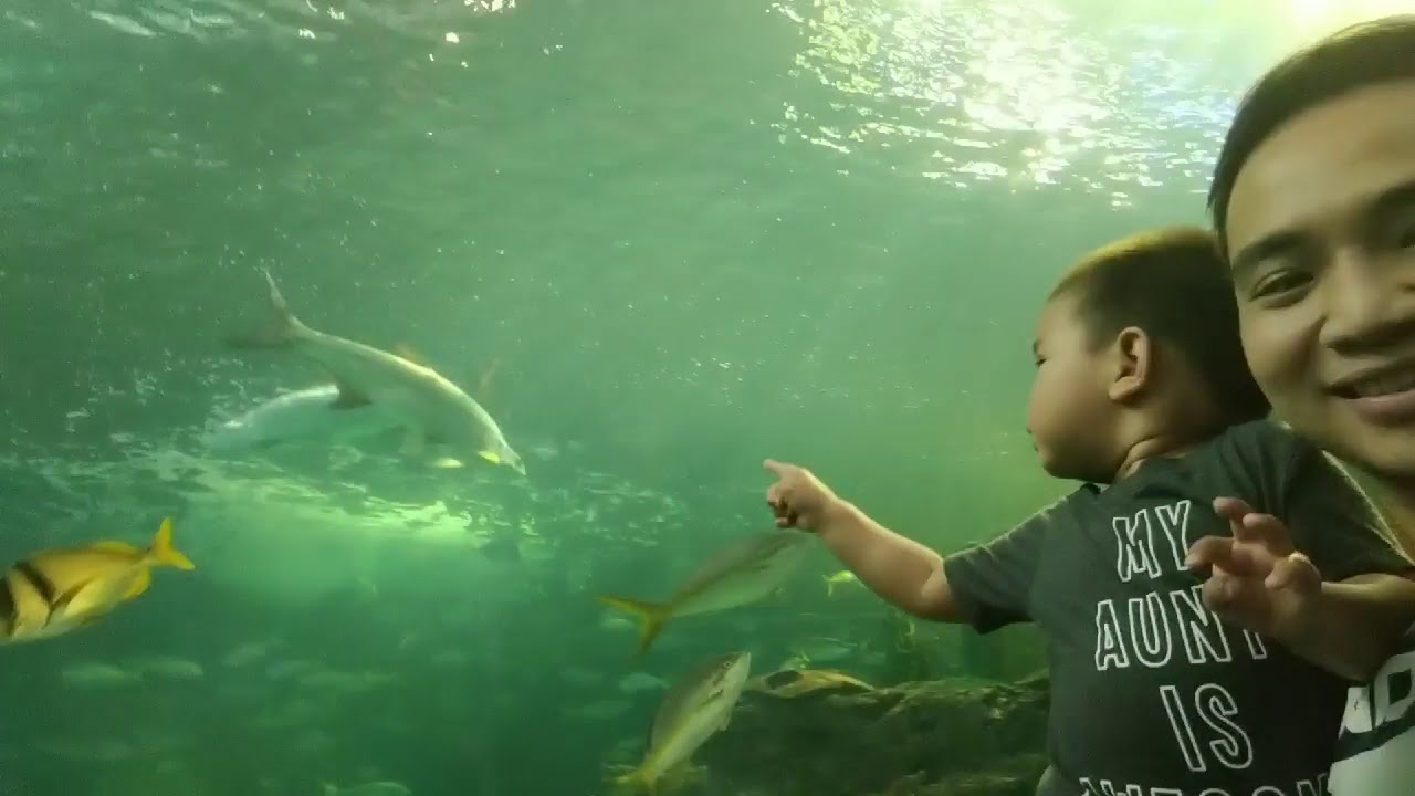 Aiden Visits Ripley's Aquarium in Toronto Canada - YouTube