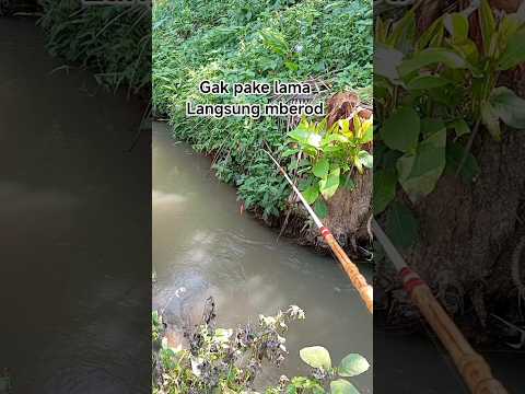 mancing wader di selokan #shosrt