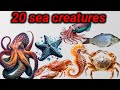 20 sea animals name || Ocean animals in English || #seaanimals 