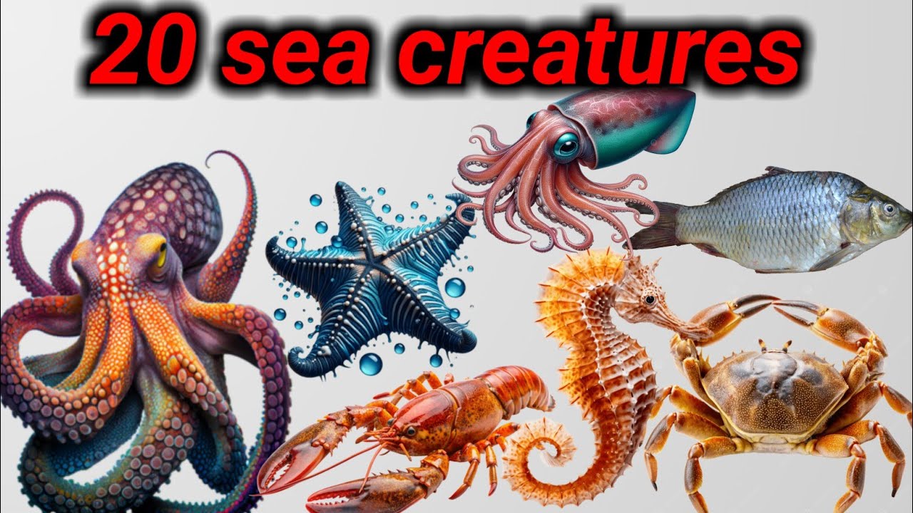 20 sea animals name || Ocean animals in English || 