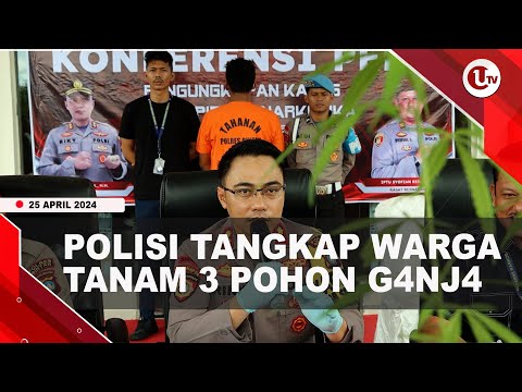 POLRES BINTAN TANGKAP WARGA TANJUNGPINANG TANAM 3 POHON G*NJA | U-NEWS