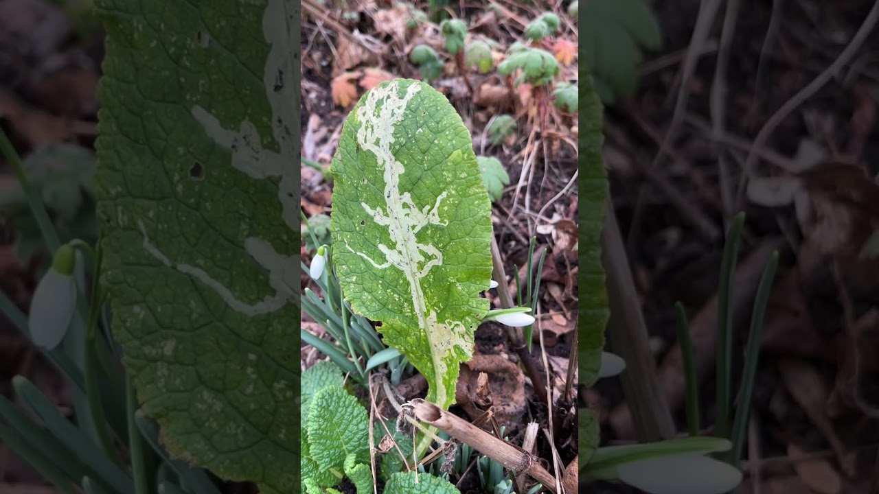 Leaf mining larvae in last years primrose leaves