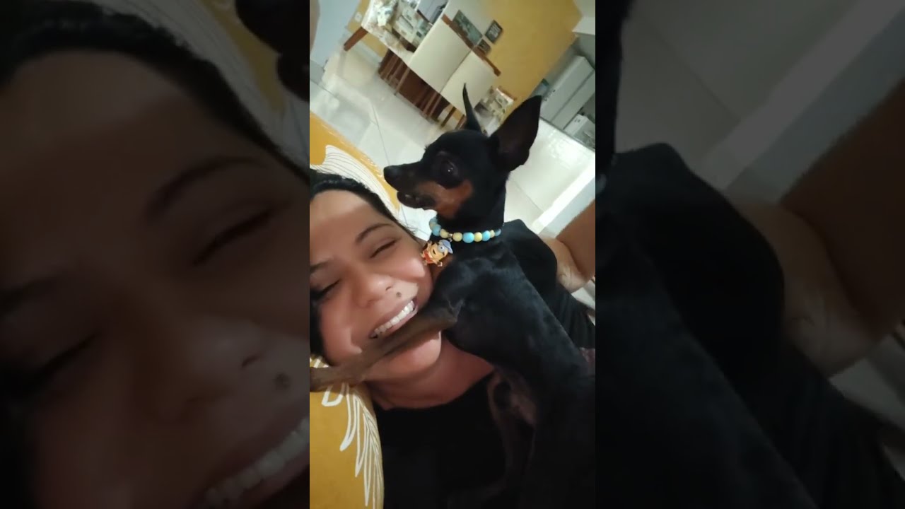 Pingo doesn't like Bella when she plays with his owner. (My beloved dogs Pingo and Bella)